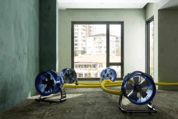 Best Mold removal after water damage  in Mineral Ridge, OH